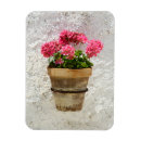Search for geranium magnets Garden