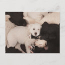 Search for cute baby animals postcards Sleeping