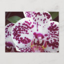 Search for spot postcards Design