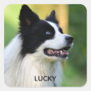 Search for border collie stickers Animal
