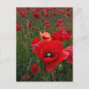 Search for attractive photography Flowers