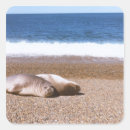 Search for sea lions stickers Wildlife