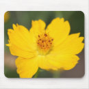 Search for pedal electronics Flower