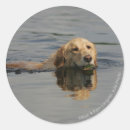 Search for water dog stickers Canine photographer
