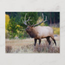 Search for bugle postcards Bugling