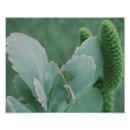 Search for photograph art Nature