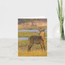 Search for water note cards Wildlife