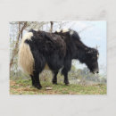 Search for yak postcards Tibet
