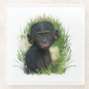 Search for primate coasters Ape