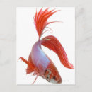Search for splendens Animal