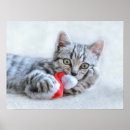 Search for christmas kitten art Feline