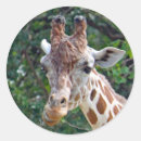Search for long neck stickers Wildlife