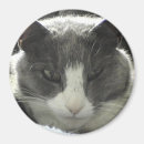 Search for kitty face photography Pets