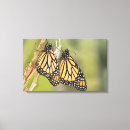Search for monarch butterfly art Butterflys