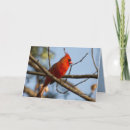Search for watchful cards For him