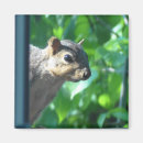 Search for peek magnets Animals