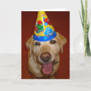 Search for yellow labrador birthday cards Pets