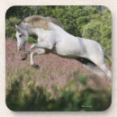 Search for leap coasters Fantasy