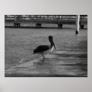 Search for pelican Black