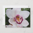 Search for white orchids cards Nature