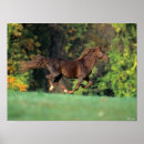 Search for rocky mountain horse Running