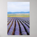 Search for lavendar posters Lavender
