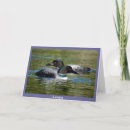 Search for loon cards Water
