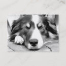 Search for herd business cards Sheep dog