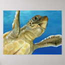 Search for turtle posters Marine life