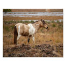 Search for pinto art Wild