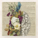 Search for brain coasters Anatomy