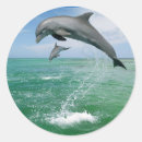 Search for dolphins jumping stickers Wildlife