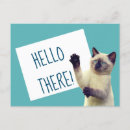 Search for siamese cat Kittens