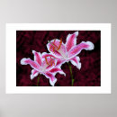 Search for stargazer lily posters Nature