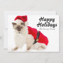 Search for birman cards Photography