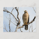 Search for ospreys postcards Bird