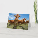 Search for beef cards Livestock