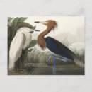 Search for birds of america postcards John james audubon