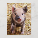 Search for baby pig postcards Photograph