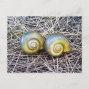 Search for togetherness postcards Shells