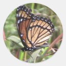 Search for butterfly wings stickers Nature
