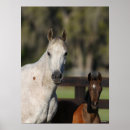 Search for headshot posters Mare