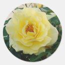 Search for yellow roses stickers Nature