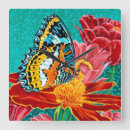 Search for butterfly clocks Insect