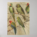 Search for tropical bird posters Colorful