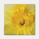Search for daffodils magnets Orange
