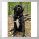 Search for newfoundland dog posters Puppy