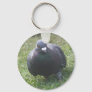 Search for pigeon key rings Photography