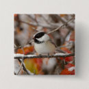 Search for chickadee badges Wildlife