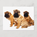 Search for pei postcards Wrinkles